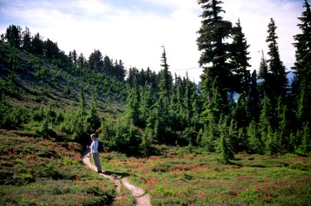 Hiker hiking trail Mt Hood National Forest.jpg photo