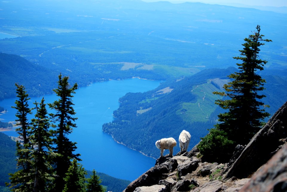 20190611 Mt Ellinor and goats by Joel Nowack.