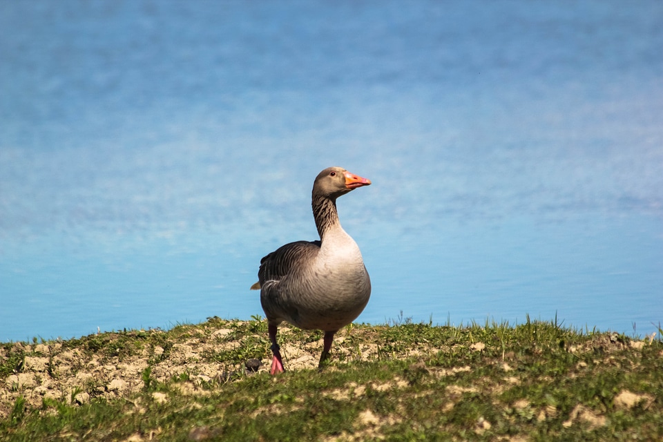 Wild bird delta water
