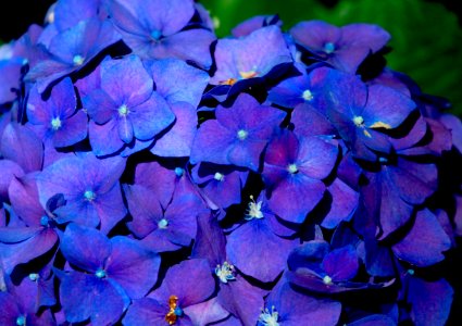 cobalt  blue petals of passion