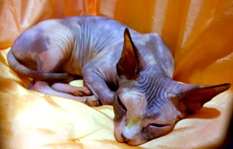 Cat Show