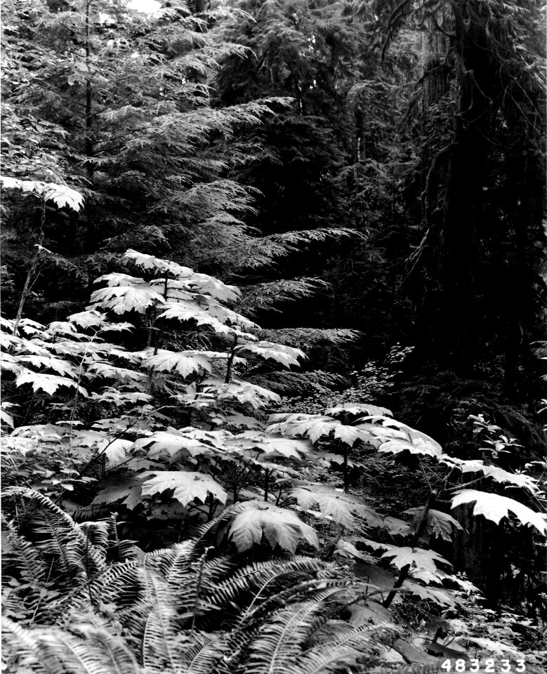483233 Olympic Rain Forest, Olympic NF, WA