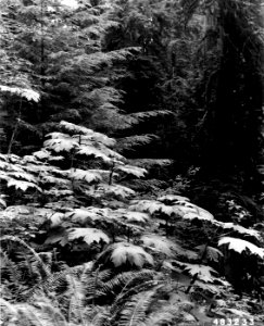 483233 Olympic Rain Forest, Olympic NF, WA photo