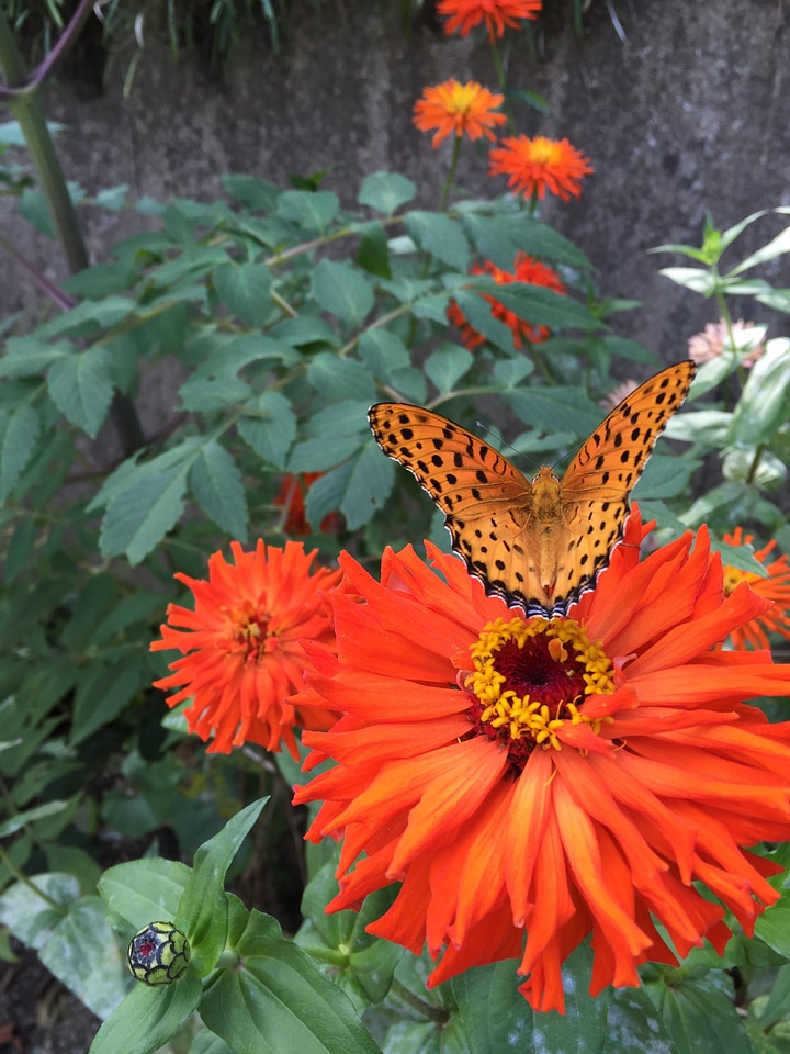 Orange red garden