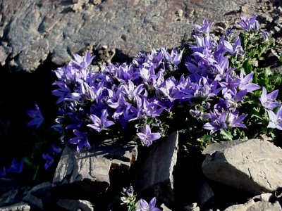 Piper Harebell Wildflowers, Olympic National Forest