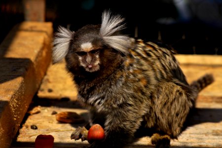 Marmoset Monkey photo