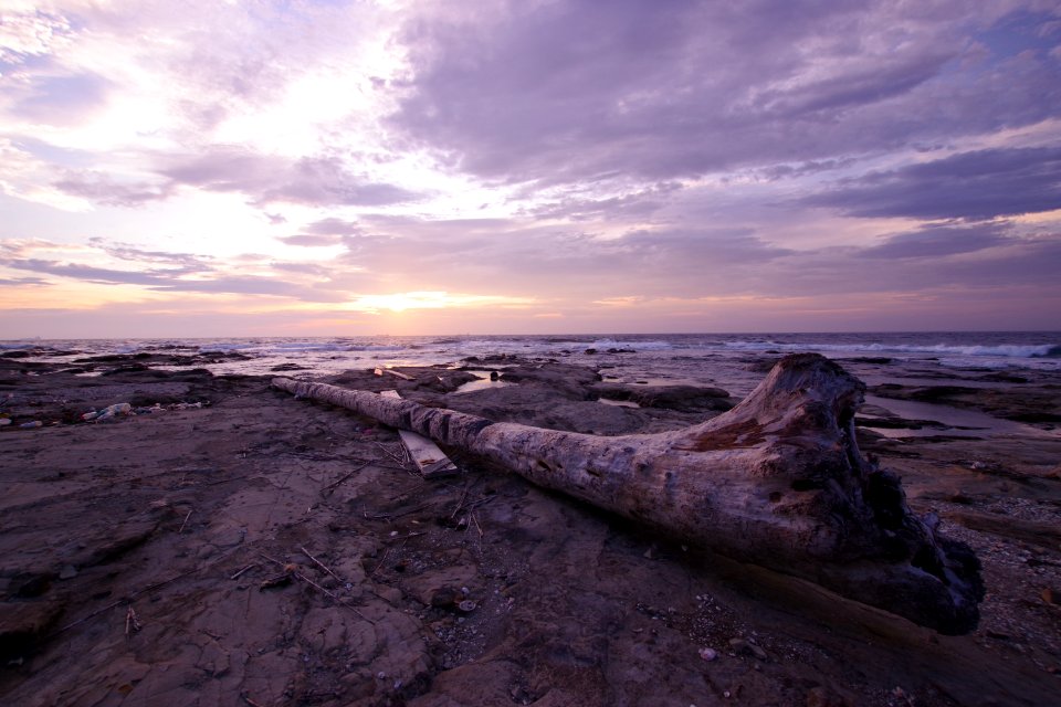 Driftwood coast