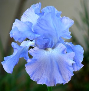 light blue bearded iris photo