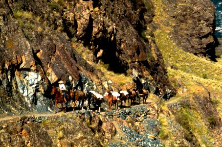 Horses and Mule Pack Train ascending Canyon Rim, Wallowa Whitman National Forest