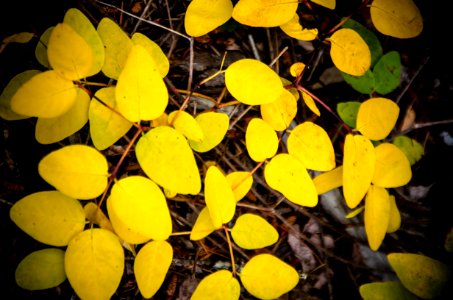 Serviceberry in Fall-Mt Hood