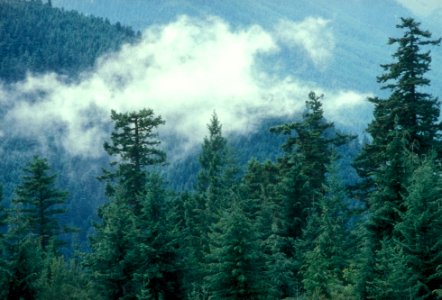 CLOUDS FORMING OVER BUCKHORN WILDERNESS, Olympic National Forest photo