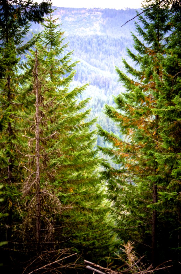 View of Clackamas Wilderness-Mt Hood