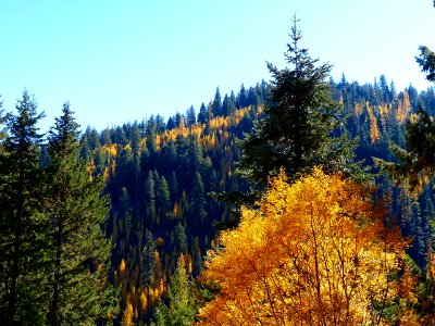 Forest Hillside in Autumn, Wallowa-Whitman National Forest photo
