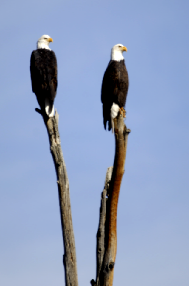 Pair of Bald Eagles on Log-Mt Hood