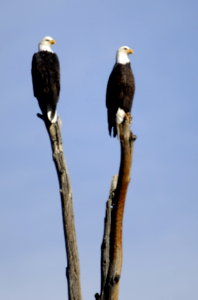 Pair of Bald Eagles on Log-Mt Hood photo