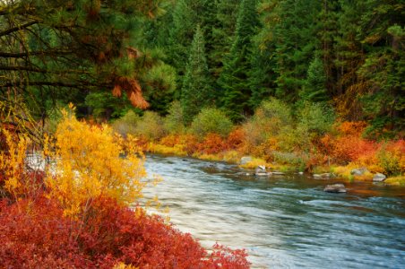 FALL COLOR AT SPRAGUE RIVER-FREMONT WINEMA photo