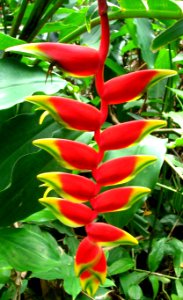 red-and-yellow heliconia