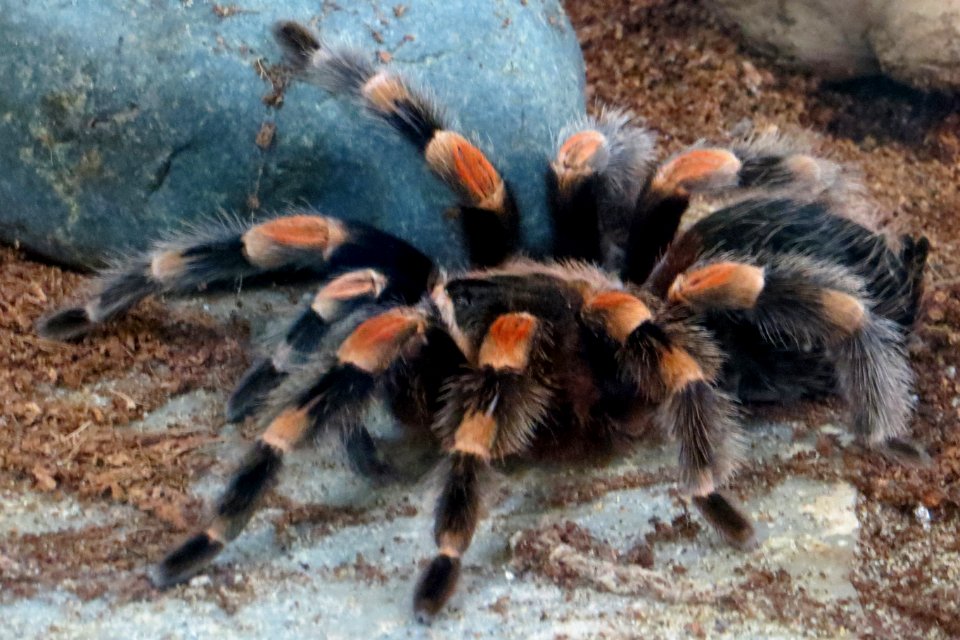 red-kneed tarantula