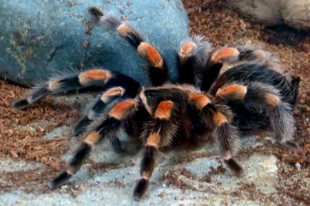 red-kneed tarantula