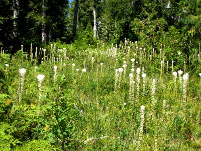 Beargrass in bloom, Olympic National Forest