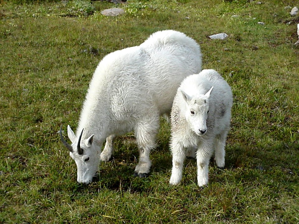 Nanny Goat and Kid in Meadow, Olympic National Forest