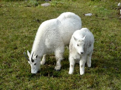 Nanny Goat and Kid in Meadow, Olympic National Forest