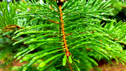 Douglas Fir with Dewdrops-Ochoco photo