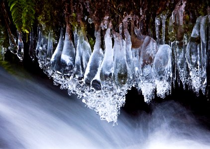 ICICLES ON FERNS COLUMBIA RIVER GORGE