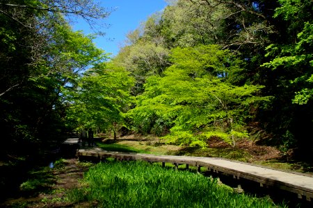 Brilliant green
