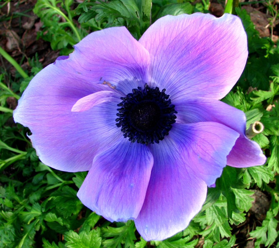 bluish anemone