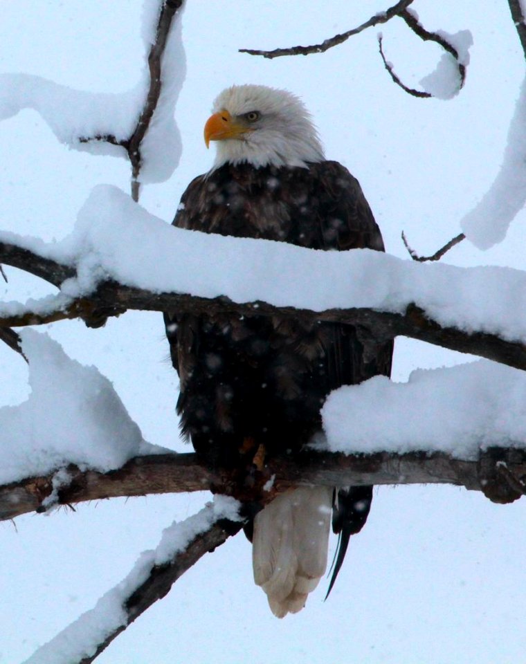 Bald Eagle Perching on Snowy Branch-Fremont Winema