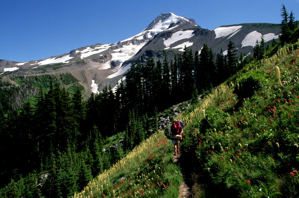 Backpacking near Elk Cove on Timberline Trail, Mt Hood National Forest