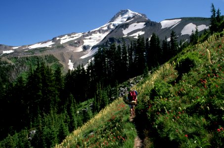 Backpacking near Elk Cove on Timberline Trail, Mt Hood National Forest photo