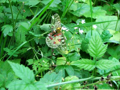 Butterfly - Clodius Parnassian in South Fork Skokomish watershed, Olympic National Forest
