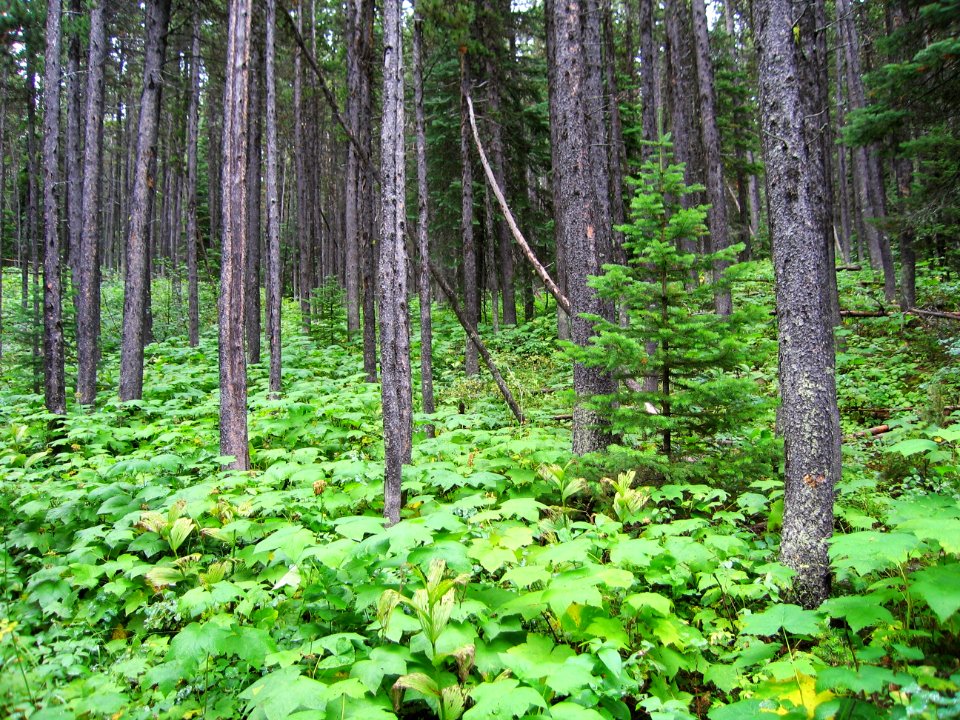 Forest understory along the Belly River Trail, Glacier National Park