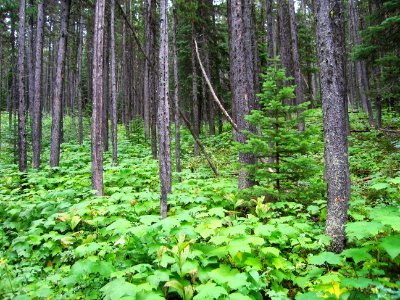 Forest understory along the Belly River Trail, Glacier National Park