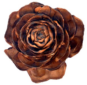 pine cone rose 2