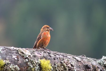Red Crossbill on Branch, Wallowa-Whitman National Forest