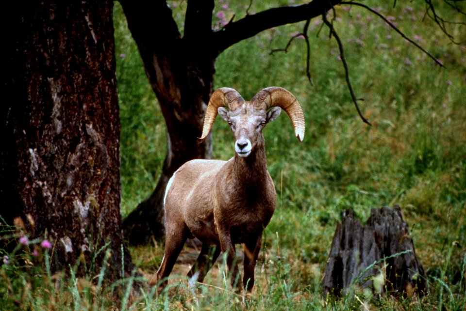 Bighorn ram, wildlife-2.jpg