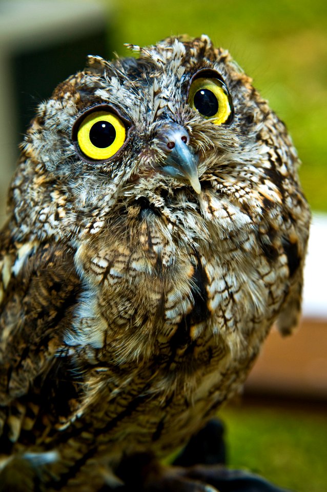Western Screech Owl COLUMBIA RIVER GORGE