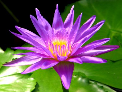 purple waterlily photo