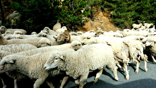 Herding Sheep-Ochoco photo
