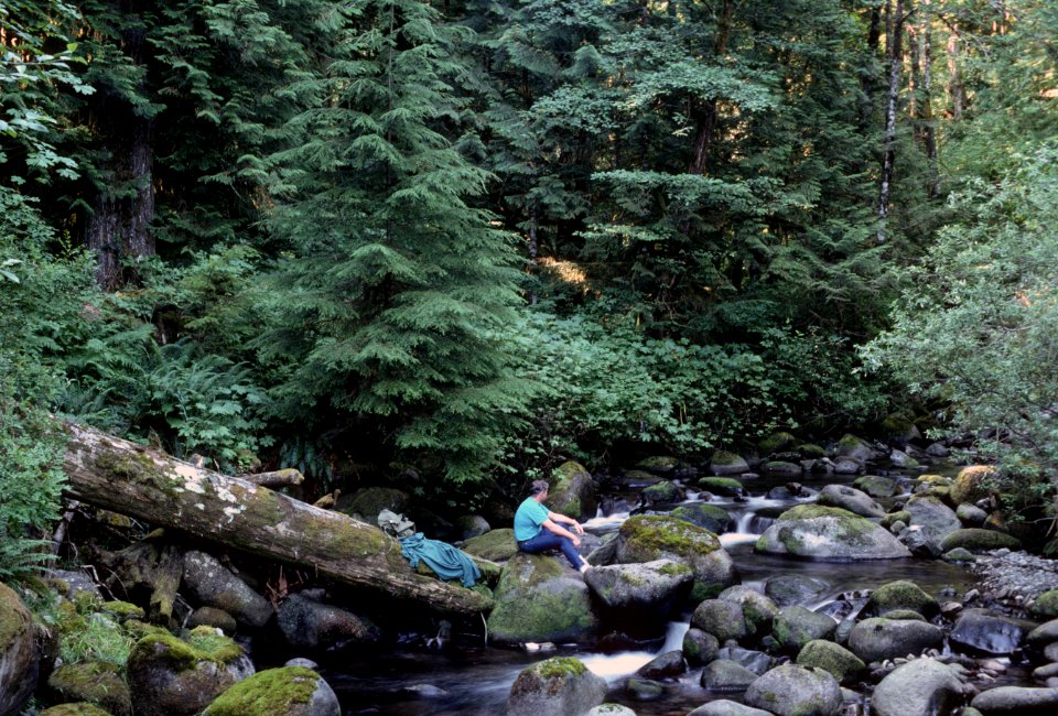 Mt Hood National Forest,  old growth fir stand and stream.jpg