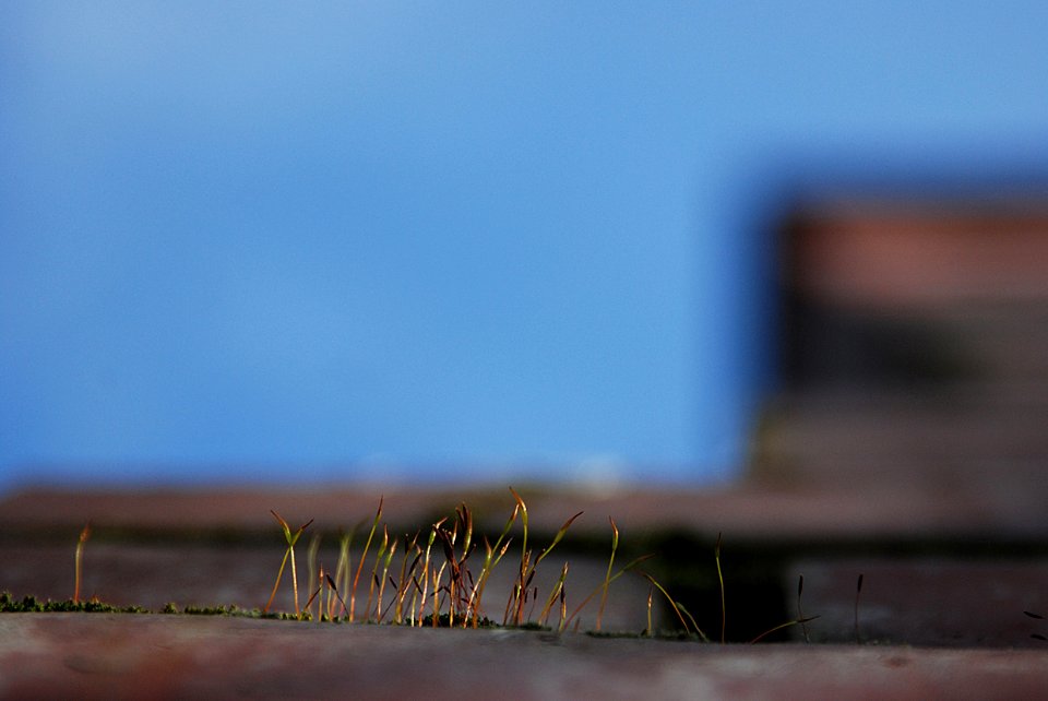 Mini Landscape III