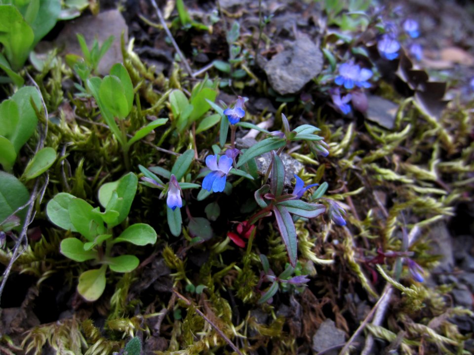 Blue Eyed Mary, an early season wildflower, Olympic National Forest