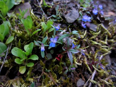 Blue Eyed Mary, an early season wildflower, Olympic National Forest