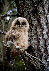 Spotted Owl Fledgling-Mt Hood photo