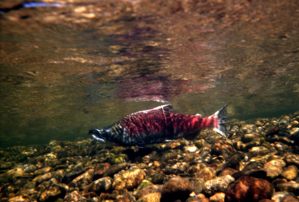 Sockeye Salmon, fisheries.jpg