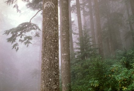 Fog in the Buckhorn Wilderness, Olympic National Forest photo