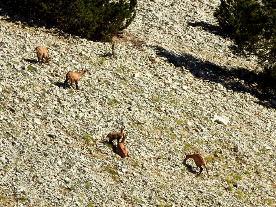 Chamois  : Farniente